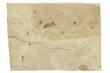 Fossil Ant (Formicidae) - Bois d’Asson, France #254246-1